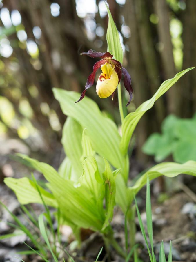 Ferienhaus Blumenparadies Stainz Kültér fotó